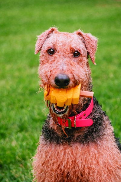 Project Hive Dog With Hive Stick