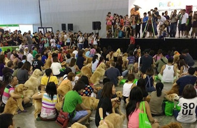 singapore-golden-retrievers-owners