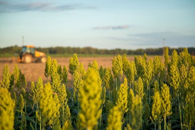 Sorghum Grain Tractor Field Farm
