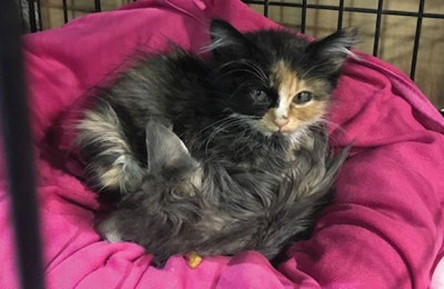 wellpet-foundation-kittens-hurricane-harvey