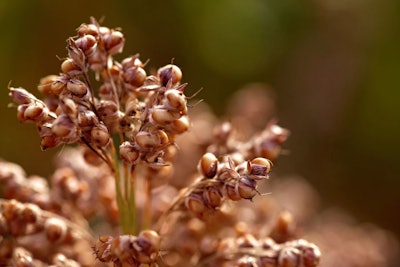Sorghum 1[1]