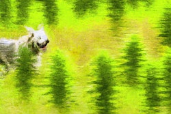 Dall·e 2023 06 14 13 42 00 Monet Painting Of Dog Running Through Hemp Field