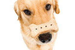 Dog With Treat