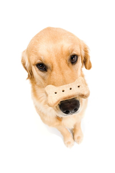 Dog With Treat