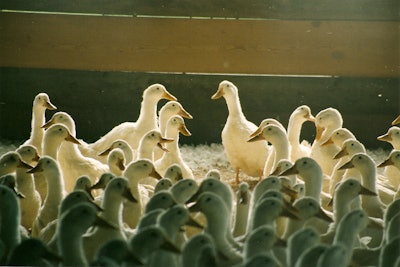 Ducks have better disease tolerance than other poultry species, however, when kept in confinement, they have high feed wastage due to the shovel-shape of their bills.