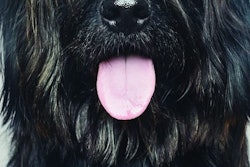 Pet Food Flavor Smell (2)