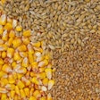 Cereal Feed Ingredients Deyanarobova Bigstock com