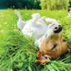 Dog Rolling In Grass