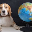 Pfi beagle Dog Globe Global Business