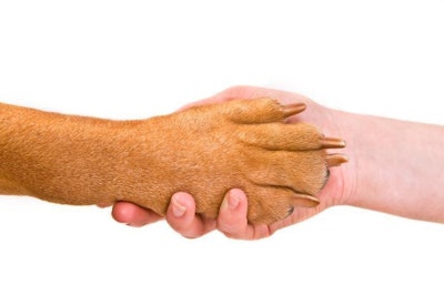 Pfi dog Paw Shaking Human Hand
