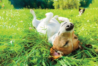 Dog Rolling In Grass