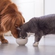 Golden Retriever Gray Cat Eating Together