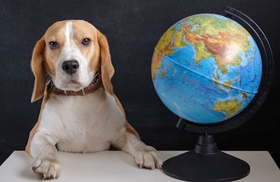 Pfi beagle Dog Globe Global Business