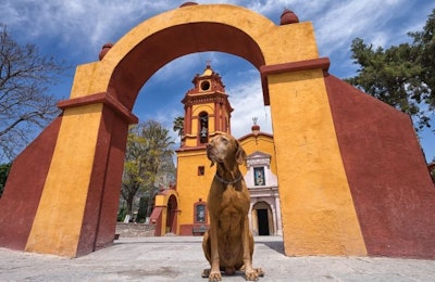 Pfi web Brown Dog Mexico Queretaro Church Latin America
