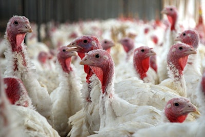 Vaccination programs for Salmonella in turkeys need to evolve for the industry to further reduce prevalence in turkey products and prevent future outbreaks.