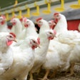 Poultry operations are turning to the latest technologies to improve and streamline poultry operations.