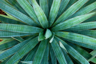 Nor-Feed uses yucca as a source of botanicals for its flagship product.