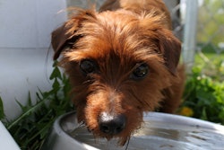 23093982119 C60ae11cc8 O