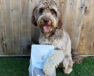 European pet food brand Percuro specializes in sustainable insect protein- and plant-based adult dog and puppy food, soon to include cat food.