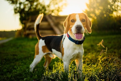 Beagle Outside