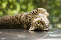 Cat Laying Outside