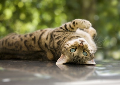 Cat Laying Outside