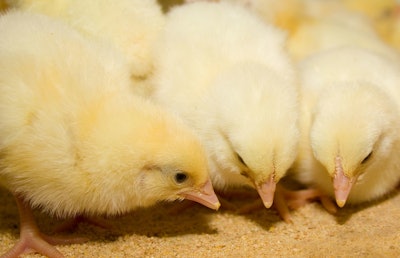 Chicks