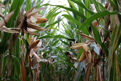 Corn Unwrapped In Field Ground Perspective W Franz Pixabay