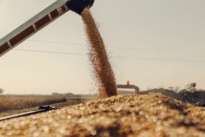 Filling Tractor Trailer With Corn
