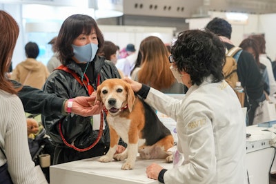 Japan Vet Checking Out Dog