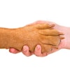 Pfi dog Paw Shaking Human Hand