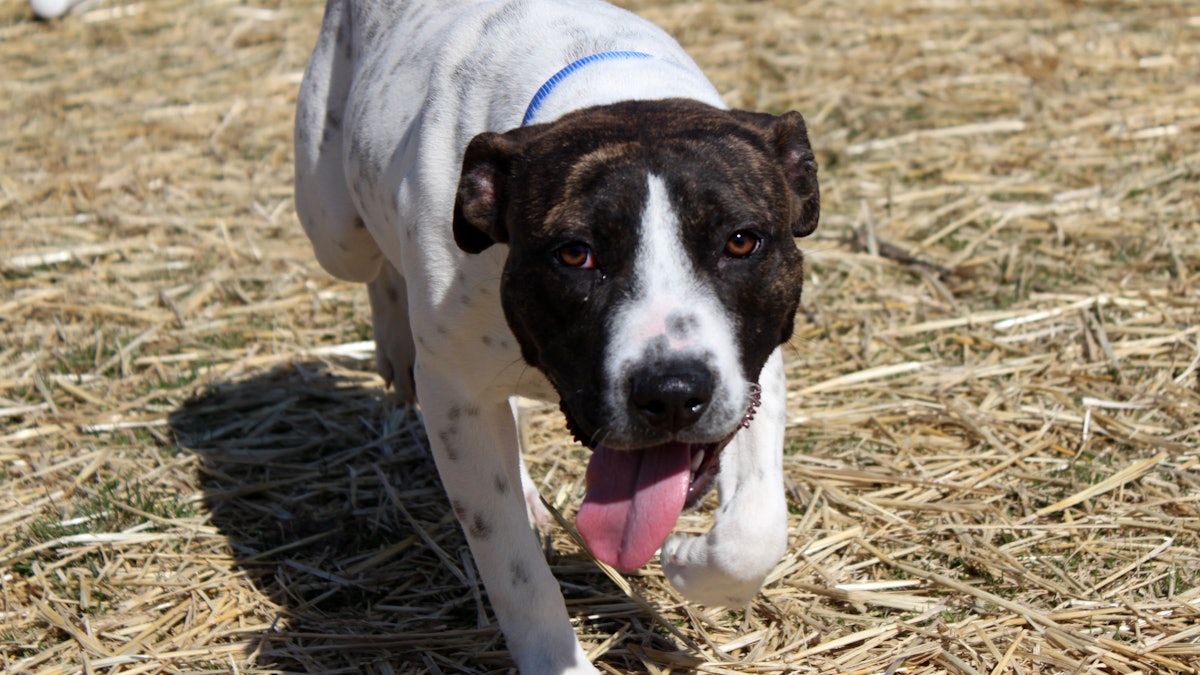 Blue hot sale buffalo sold