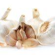 Garlic is a widely used human food ingredient, but its use in pet food and treats is more complicated.