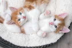 Dogs have been well-represented in pet food since pet food began, and now cats are getting some well-deserved attention.