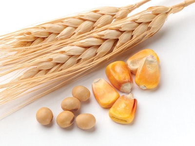 Corn Wheat Soybeans Isolated