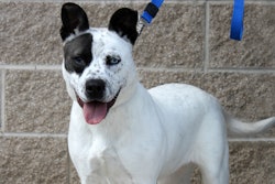 Dog On A Leash 23379631441 O