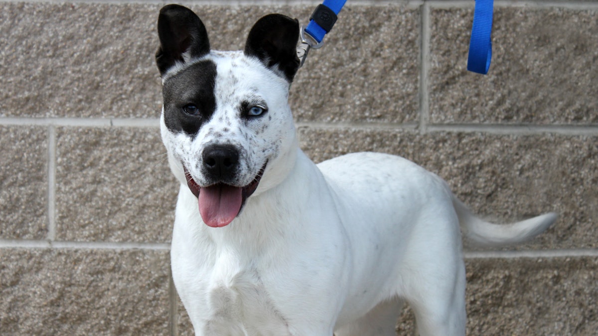 Revenues For 8 Prime Japanese Pet Meals Firms In 2022 PetsBlogLive revenues-for-8-prime-japanese-pet-meals-firms-in-2022-petsbloglive