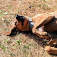 Dog Rolling In Grass 50587807411 O