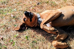 Dog Rolling In Grass 50587807411 O