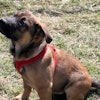 Dog With Red Harness Sitting 22834785763 O