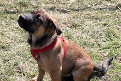 Dog With Red Harness Sitting 22834785763 O