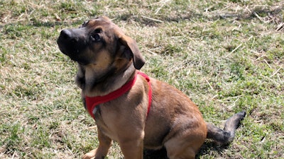 Dog With Red Harness Sitting 22834785763 O