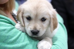 Golden Retriever Puppy 32878186807 O