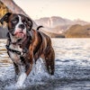 Pfi boxer Canada Dog Mountain Forest Lake Nature Boxer In Alouette Lake Canada Edgar Bullon Big Stock com