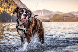 Pfi boxer Canada Dog Mountain Forest Lake Nature Boxer In Alouette Lake Canada Edgar Bullon Big Stock com