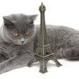 Pfi cat France Europe Eiffel Tower