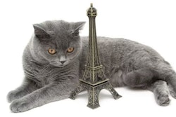 Pfi cat France Europe Eiffel Tower