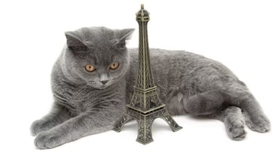 Pfi cat France Europe Eiffel Tower