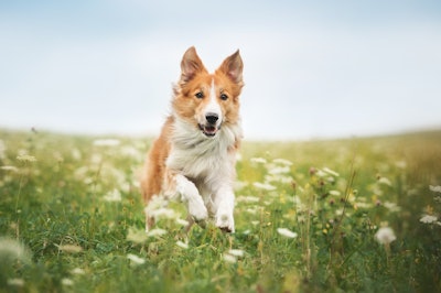 Red Border Collie Running