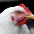 White Chicken Closeup 2